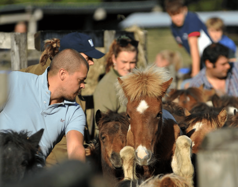 Read more about the article Chagford Drift Pony Sale sees Dartmoor farmers come together