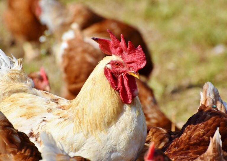 Read more about the article Devon – house your birds order to stop spread of bird flu