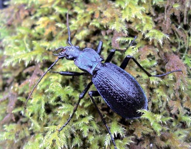 Read more about the article UK’s largest and rarest beetle found on Dartmoor