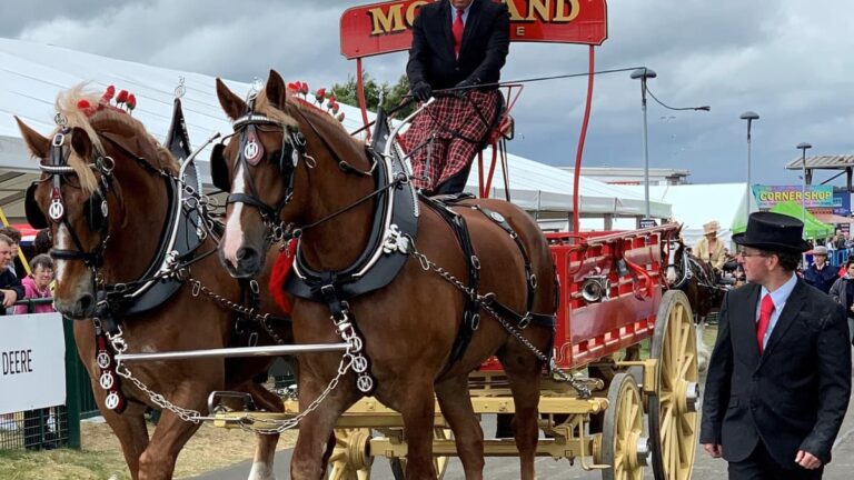 Read more about the article Heavy Horses Festival trots into its first Devon County Show
