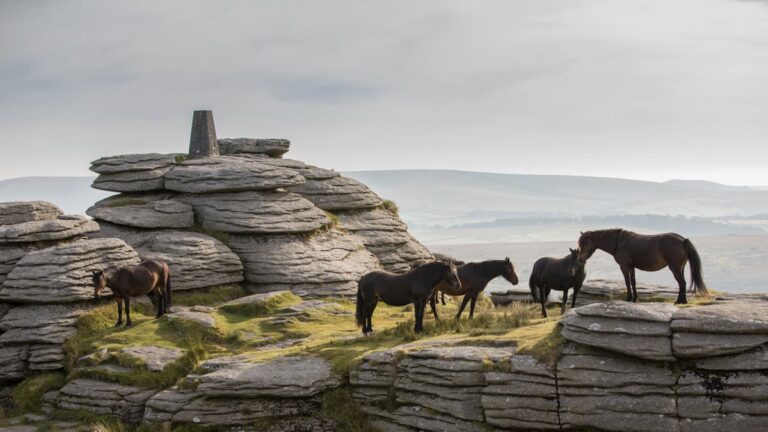Read more about the article Dartmoor charity hosts free guided walks at Bellever