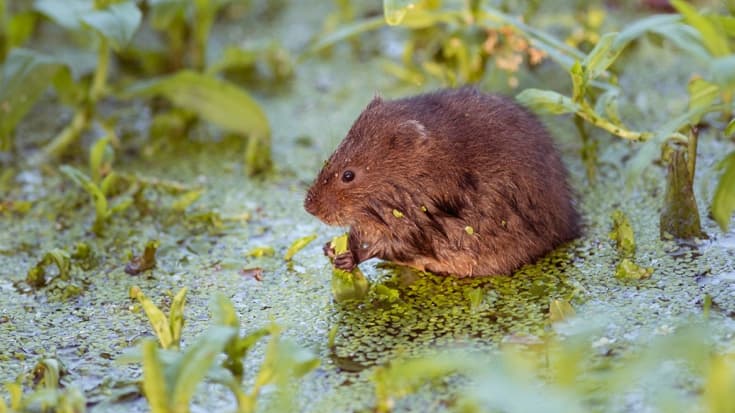 You are currently viewing Can you help save the water vole? Volunteers needed to take part in survey