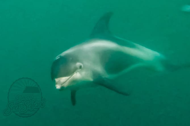Read more about the article Ultra-rare white beaked dolphin spotted off Teignmouth