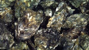 Read more about the article Oyster herpesvirus disease confirmed in River Teign and River Exe